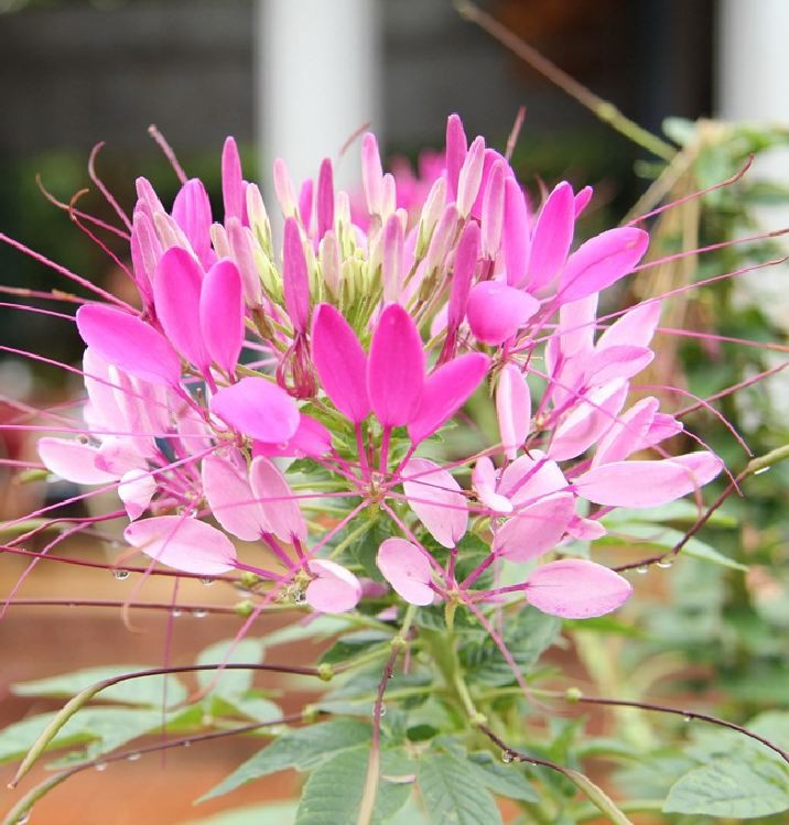 VƯỜN NHÀ NGOẠI